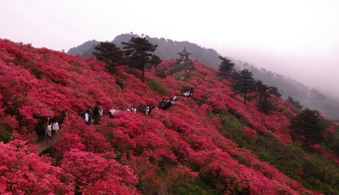 人間四月天,麻城看杜鵑!龜峰山十萬畝古杜鵑盛開迎五一